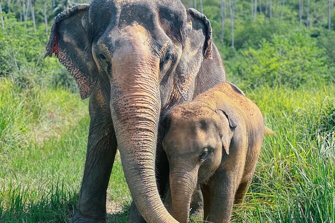 Half Day Elephant Home Sanctuary in Samui - Key points before you book