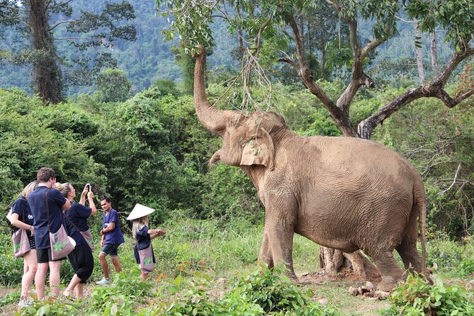 Half Day Elephant Home Sanctuary in Samui - The air-conditioned ride to Samui Elephant Home