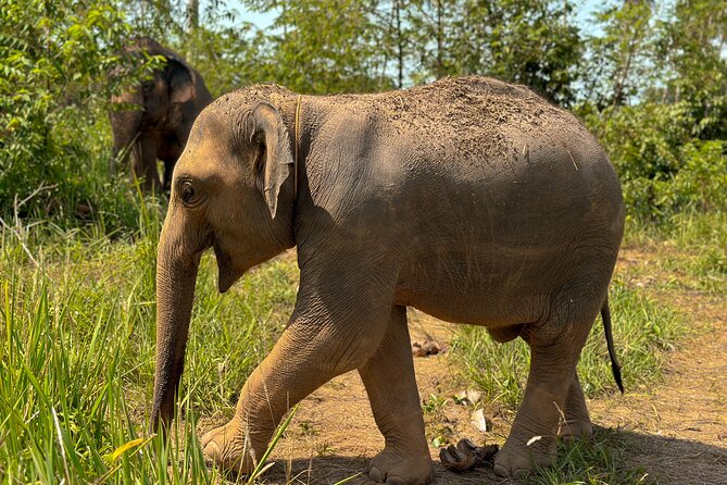 Half Day Elephant Home Sanctuary in Samui - Making food and feeding the elephants