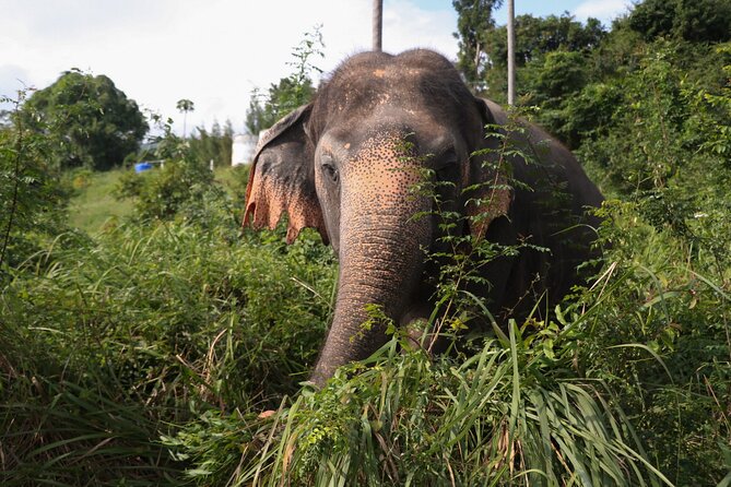 Half Day Elephant Home Sanctuary in Samui - Following elephants into the jungle