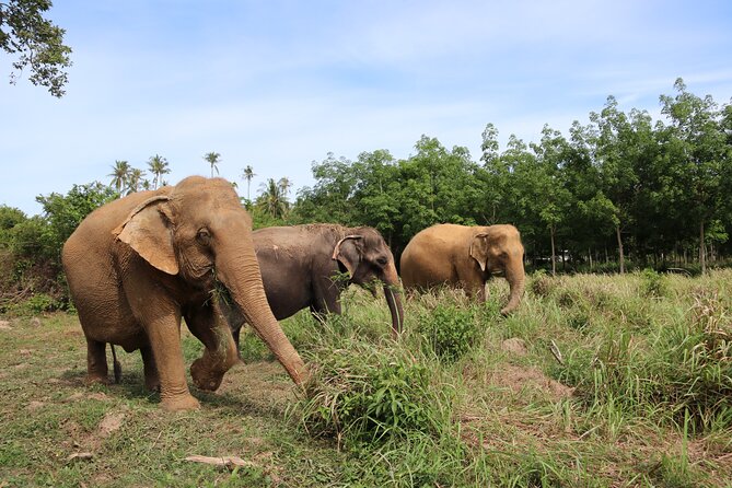 Half Day Elephant Home Sanctuary in Samui - Mud, water, and the bathing session
