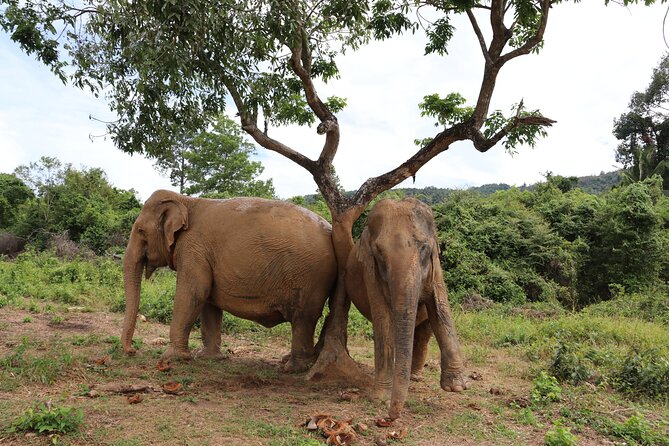 Half Day Elephant Home Sanctuary in Samui - A vegetarian lunch and a short video