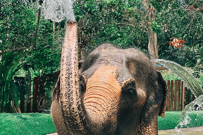 Half Day Elephant Home Sanctuary in Samui - How ethical is the elephant contact?