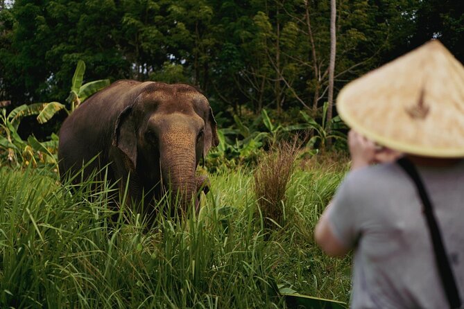 Half Day Elephant Home Sanctuary in Samui - Learning who the elephants are