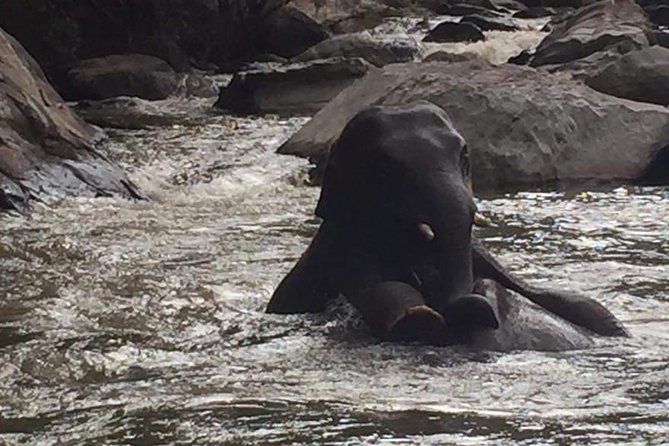 Half day Elephants in Nature Experience (Morning) - Key points to know before you book