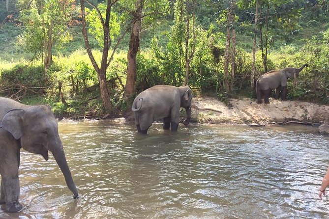 Half day Elephants in Nature Experience (Morning) - Washing the elephants and understanding the care routine