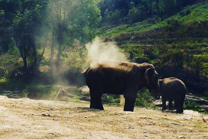 Half day Elephants in Nature Experience (Morning) - Lunch, local welcome, and the human side of the visit