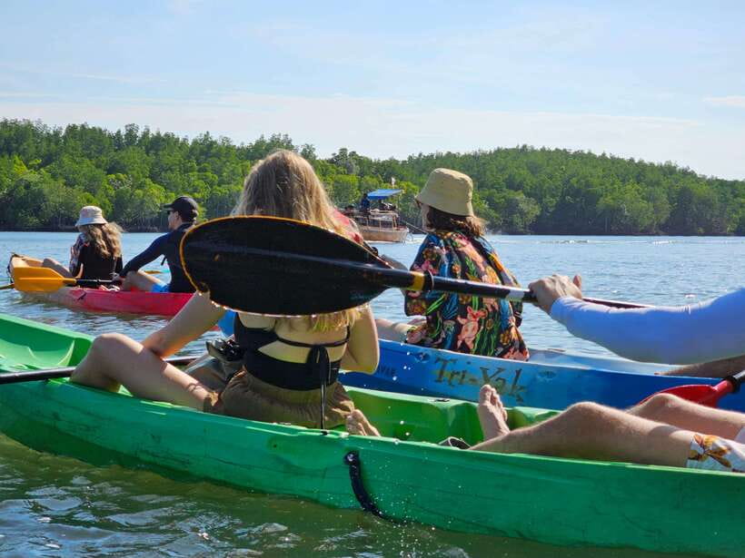 Half Day Mangrove Forest (Morning or Afternoon) - Choosing between a kayak and a longtail boat