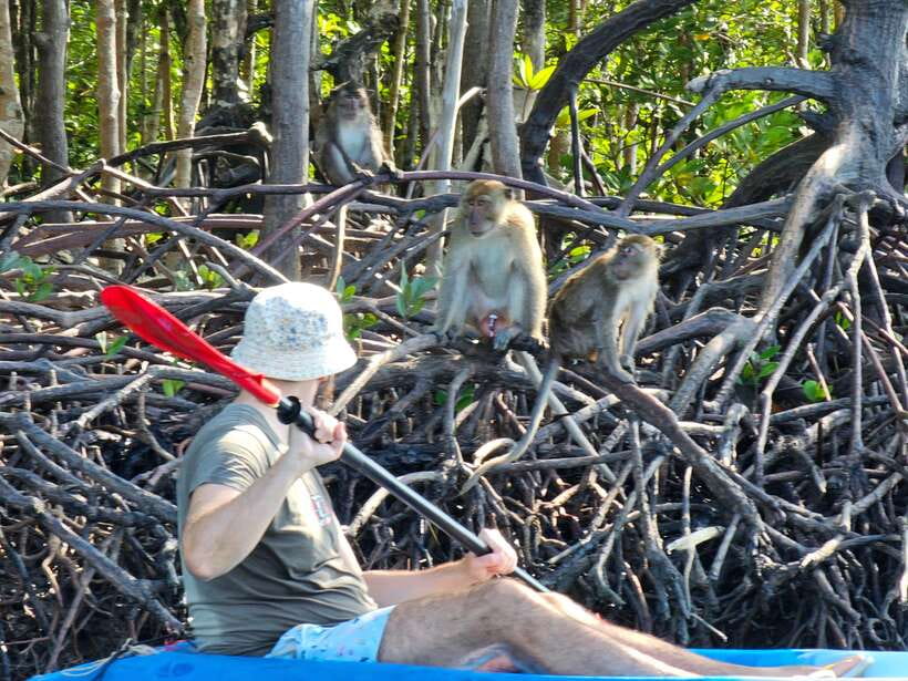 Half Day Mangrove Forest (Morning or Afternoon) - The one-hour visit and walk near the pier