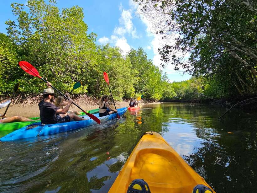 Half Day Mangrove Forest (Morning or Afternoon) - Booking advice for morning and afternoon departures