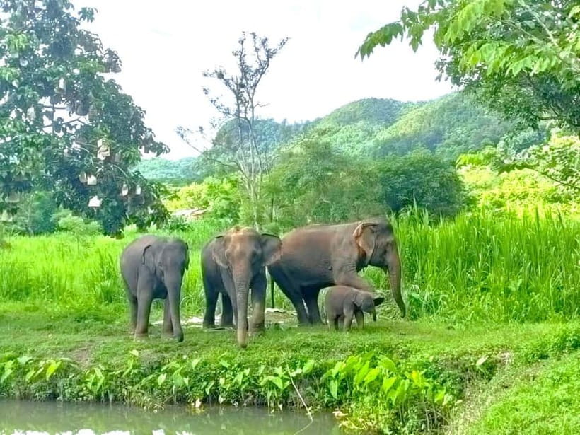 Half-day with CHIANGMAI ELEPHANT CARE program (12pm-6pm.) - Changing clothes and settling in at the care program