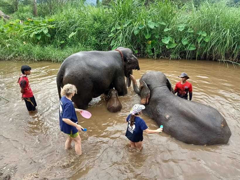 Half-day with CHIANGMAI ELEPHANT CARE program (12pm-6pm.) - River bathing, only when the elephants want it
