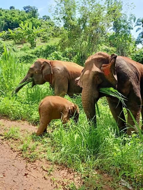 Half-day with CHIANGMAI ELEPHANT CARE program (12pm-6pm.) - The midday pickup and 80-minute drive