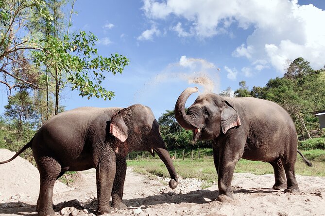 Inthanon Heaven Trail(Living Green Elephant Sanctuary) - Morning at Living Green Elephant Sanctuary