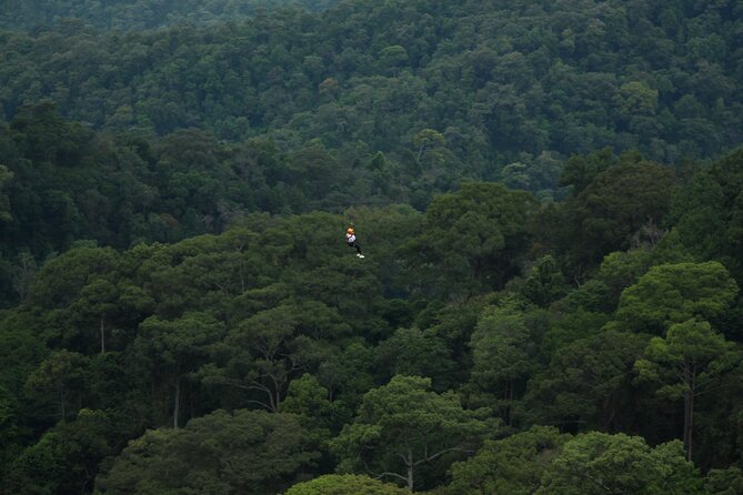 Jungle Flight Zipline Roller Coaster - The jungle roller coaster is the oddball highlight