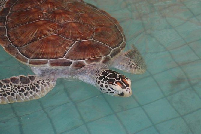 Khao Lak: Bamboo Rafting & Sea Turtle Conservation Center - Who should book this Khao Lak outing?