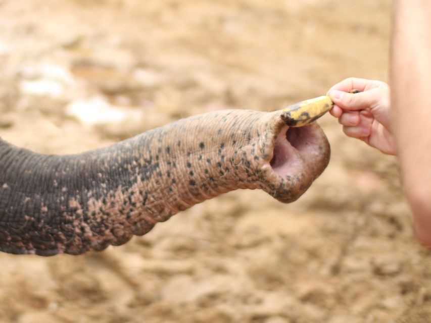 Khao Lak: Elephant Bathing and Turtle Center Visit - Key points to know before you book