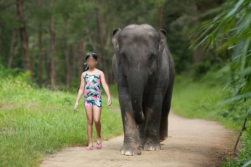 Khao Lak: Elephant Bathing and Turtle Center Visit - What the 210-minute Khao Lak tour includes