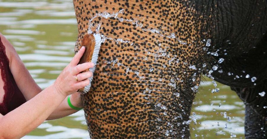 Khao Lak: Elephant Bathing and Turtle Center Visit - Walking to the stream with a mahout