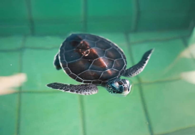 Khao Lak: Elephant Bathing and Turtle Center Visit - Bathing, scrubbing, and getting sprayed