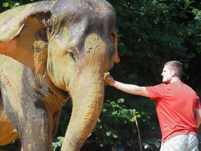 Khao Lak: Elephant Bathing and Turtle Center Visit - How ethical is the elephant experience?