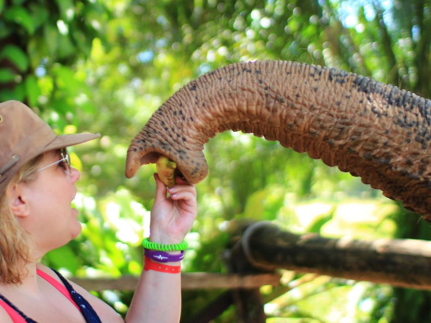 Khao Lak: Elephant Bathing and Turtle Center Visit - What the guides add to the day