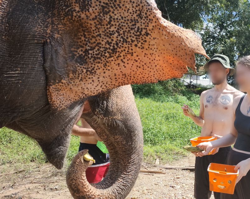 Khao Lak: Elephant Bathing and Turtle Center Visit - Who should book this Khao Lak excursion?