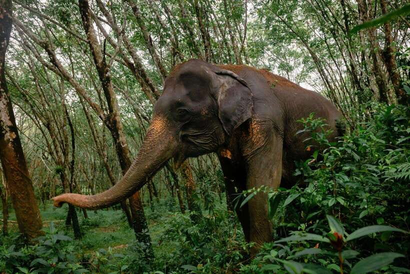 Khao Lak Guided Nature Walk & Elephant Experience - Key points to know before you book