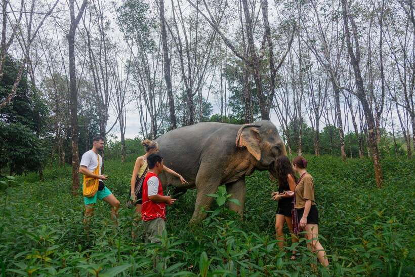 Khao Lak Guided Nature Walk & Elephant Experience - What makes the welfare policy meaningful
