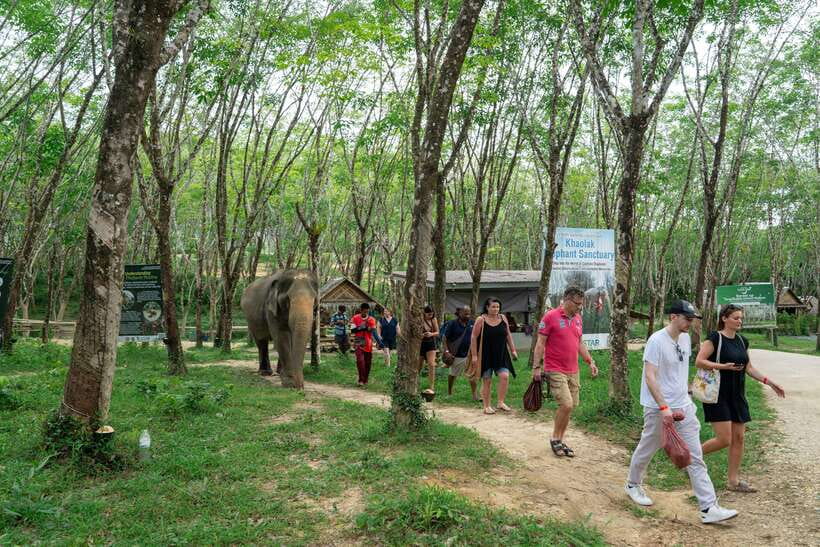 Khao Lak Guided Nature Walk & Elephant Experience - Walking beside the elephants