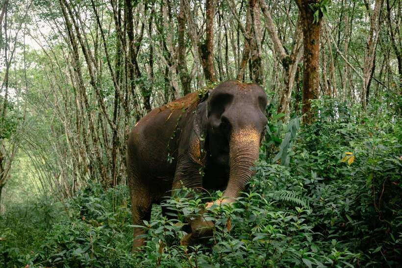Khao Lak Guided Nature Walk & Elephant Experience - How the 90-minute schedule works
