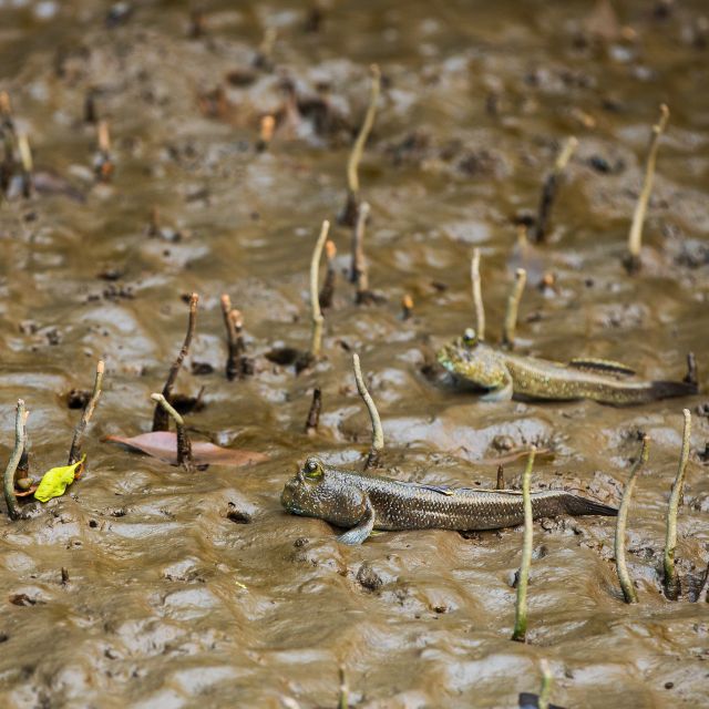 Khao Lak: Little Amazon Canoe Ride & Tam Nang Waterfall Tour - A practical half-day from Khao Lak