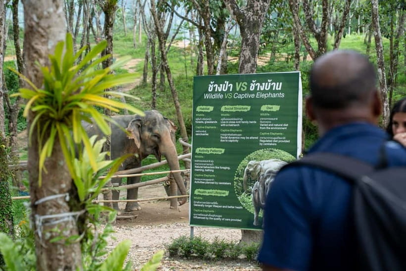 Khao Lak’s Best: Elephant Sanctuary,Rubber Tapping&Waterfall - Final verdict: should you book it?