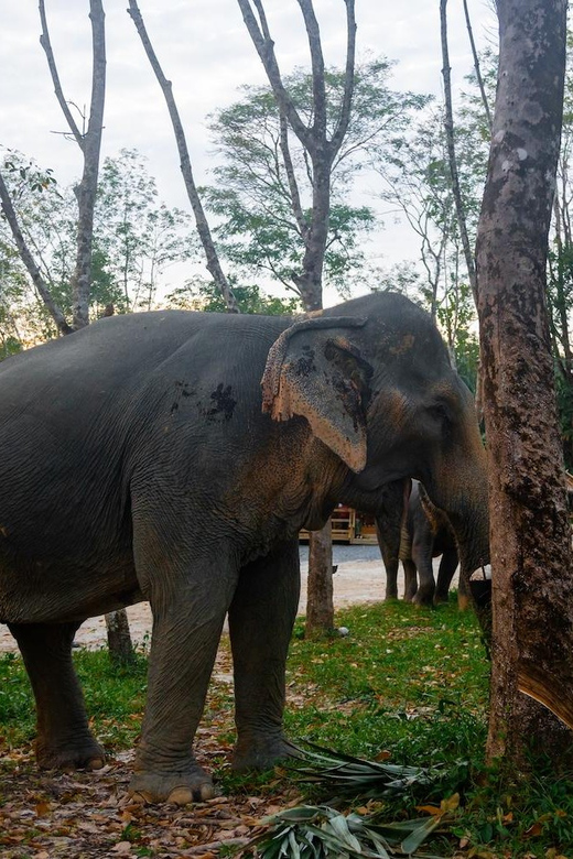 Khao Lak’s Best: Elephant Sanctuary,Rubber Tapping&Waterfall - Why the elephant sanctuary is the heart of the experience