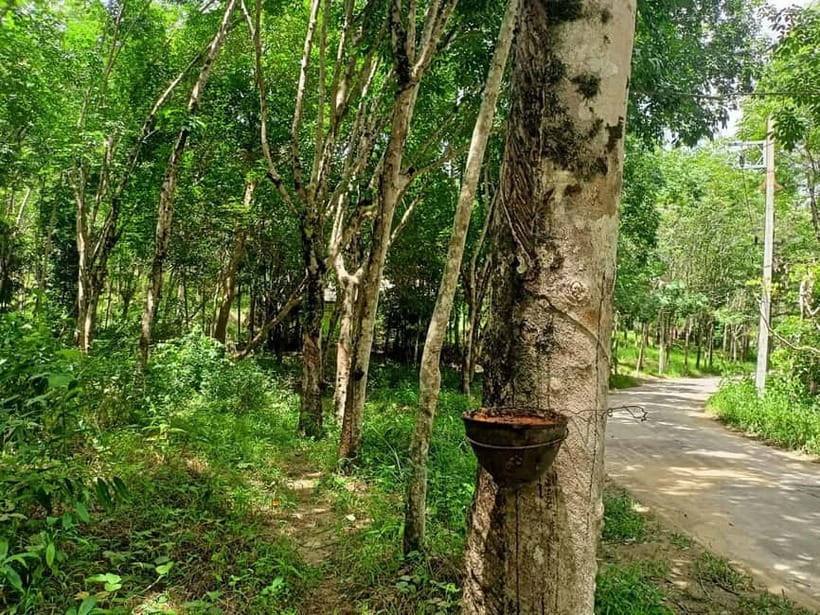 Khao Lak’s Best: Elephant Sanctuary,Rubber Tapping&Waterfall - What ethical elephant care means here