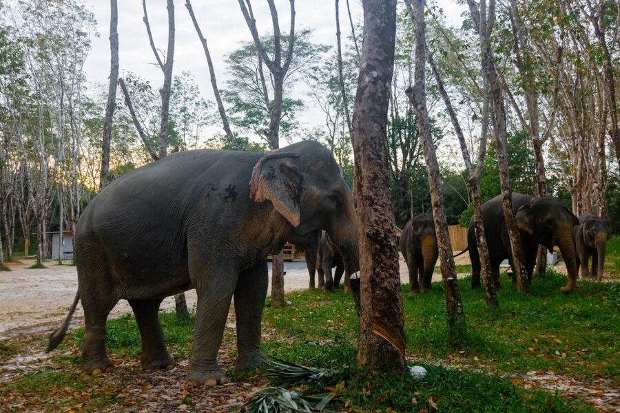 Khao Lak’s Best: Elephant Sanctuary,Rubber Tapping&Waterfall - Is $64 a fair price?