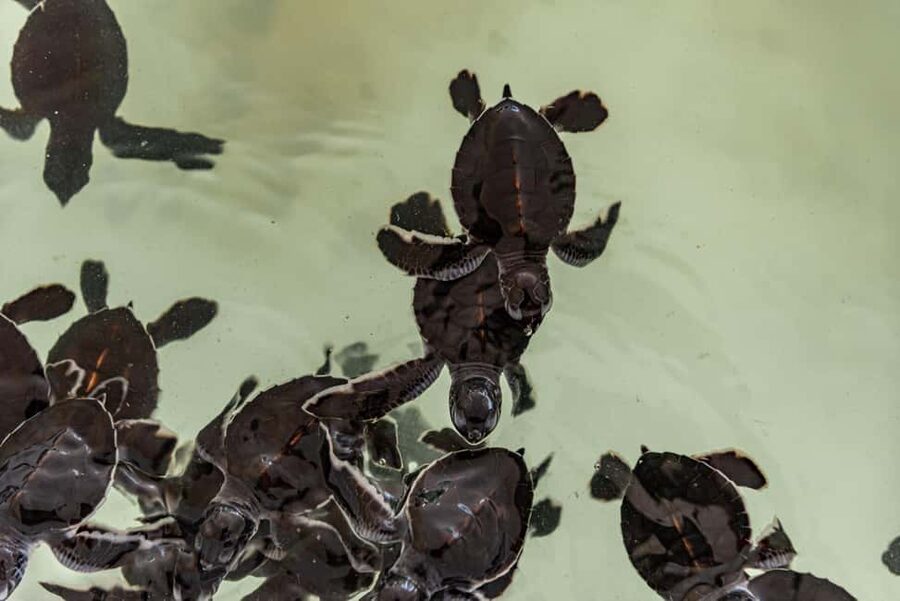 Khao Lak: Waterfall,Sea Turtle,Elephant Care,Meal & Transfer - Who should book this experience?