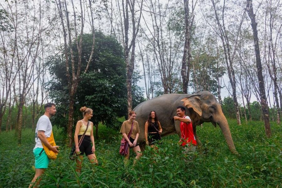 Khao Lak: Waterfall,Sea Turtle,Elephant Care,Meal & Transfer - Meeting the elephants at Khao Lak Elephant Sanctuary