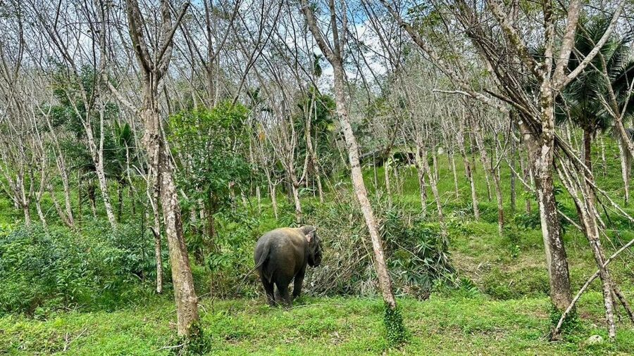 Khao Lak: Waterfall,Sea Turtle,Elephant Care,Meal & Transfer - The guide can shape the whole morning