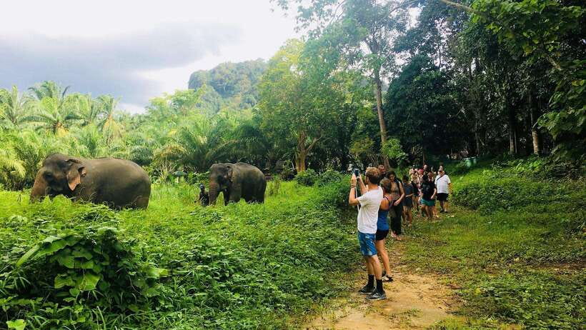 Khao Sok: Ethical Elephant Experience & Nature Walk - Key points to know before booking
