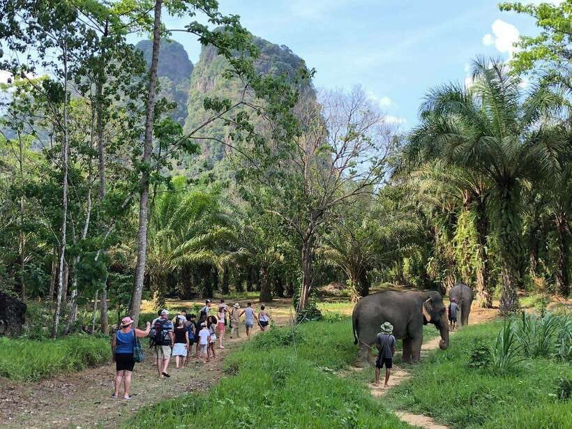 Khao Sok: Ethical Elephant Experience & Nature Walk - Book it or skip it?