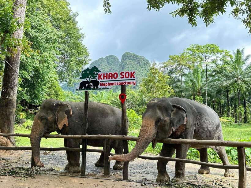 Khao Sok: Ethical Elephant Experience & Nature Walk - Starting at Khao Sok Elephant Sanctuary