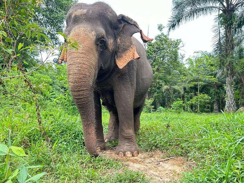 Khao Sok: Ethical Elephant Experience & Nature Walk - Walking through Khao Sok’s lush surroundings