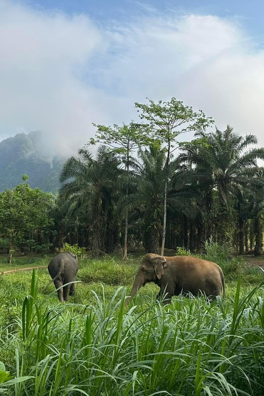 Khao Sok: Ethical Elephant Experience & Nature Walk - What the guide adds to the visit