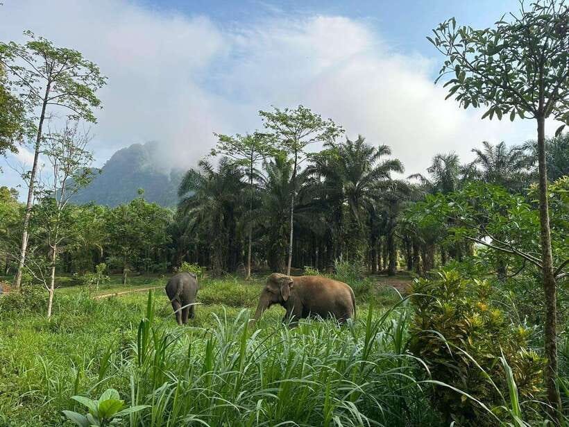 Khao Sok: Ethical Elephant Experience & Nature Walk - How much value do you get for $41?