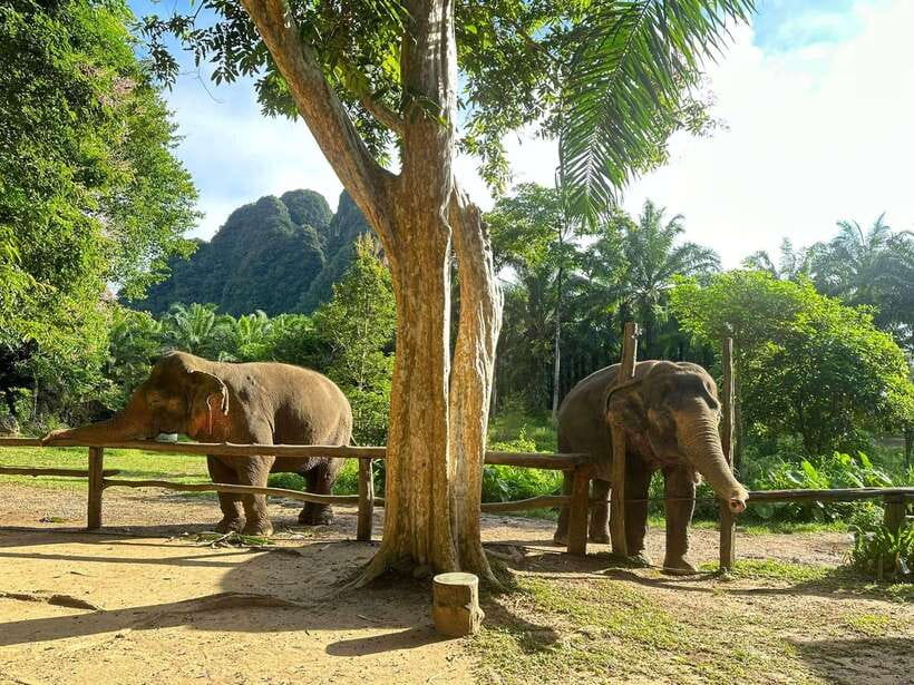 Khao Sok: Ethical Elephant Experience & Nature Walk - Who should choose this experience?