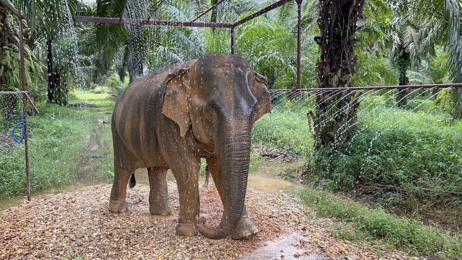 Khao Sok: Ethical Elephant Sanctuary Visit - What this Khao Sok elephant visit is really about