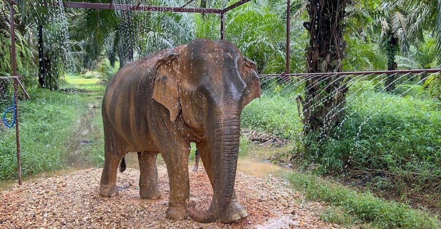 Khao Sok: Ethical Elephant Sanctuary Visit - Cutting banana and orchard plants for elephant food