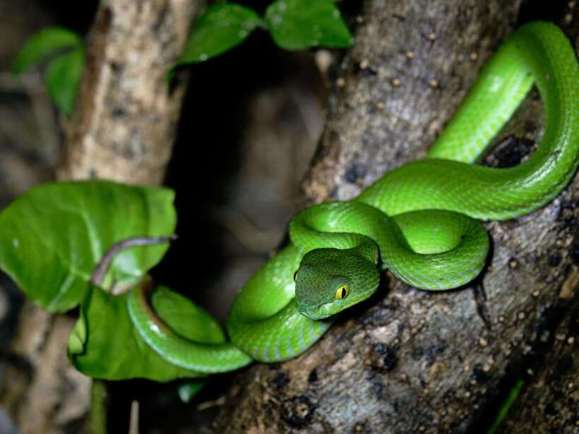 Khao Sok: Private Night Safari Adventure w/ Hotel Transfer - What you may actually see