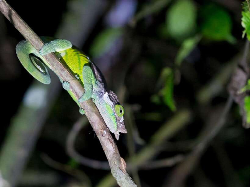 Khao Sok: Private Night Safari Adventure w/ Hotel Transfer - Beating the crowds on the shared trail